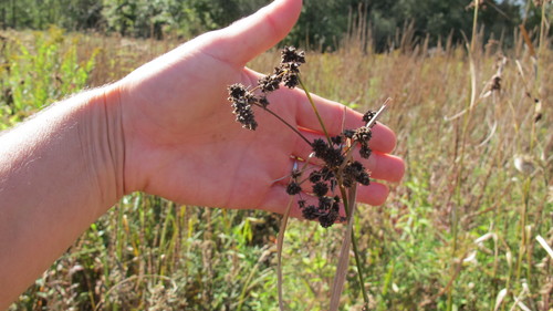 Scirpus hattorianus iNat (2)