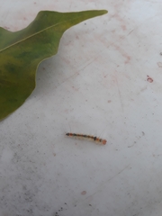 Lymire edwardsii