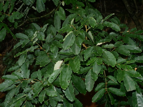 Ormosia hengchuniana, photograph 5