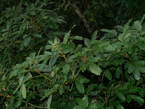 Ormosia hengchuniana, photograph 6