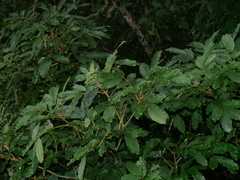 Ormosia hengchuniana, photograph (c) Jacy Chen, some rights reserved (CC BY)