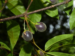 Vitex triflora