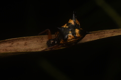 Micrathena crassa