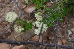 Microglossa mespilifolia