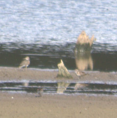 Calidris pusilla