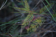 Chamaecrista deeringiana