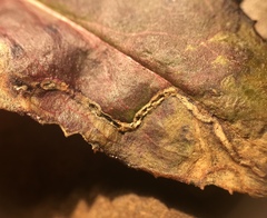 Phytomyza penstemonis