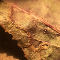 Phytomyza penstemonis