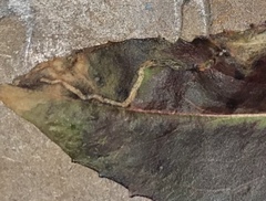 Phytomyza penstemonis