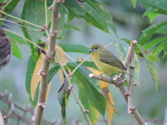 Euphonia laniirostris