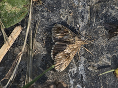 Cynaeda dentalis