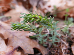 Thymelaea ruizii