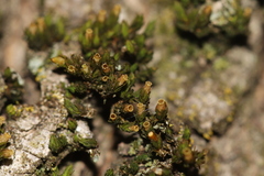 Orthotrichum pusillum