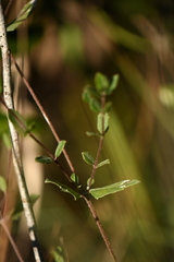 Melanthera parvifolia image