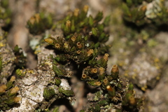 Orthotrichum pusillum