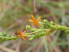 Manulea obovata