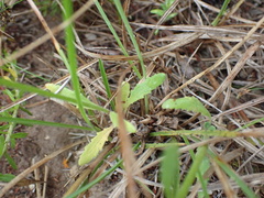 Manulea obovata