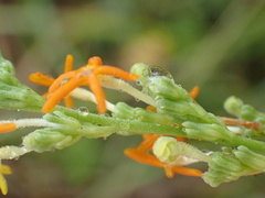 Manulea obovata