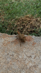 Platyomus