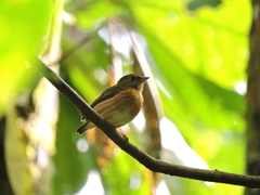 Machaeropterus striolatus