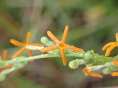 Manulea obovata