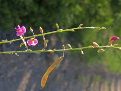 Tephrosia vicioides