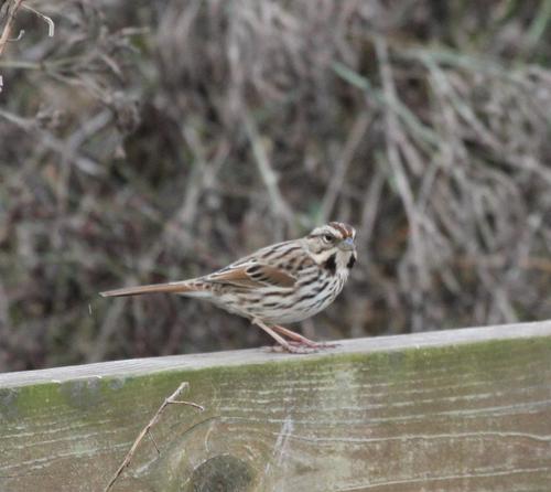 Song Sparrow photographed in Mississippi