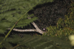 Caprimulgus manillensis