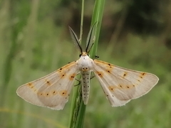 Nassinia caffraria
