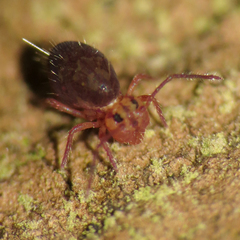 Ptenothrix palmata