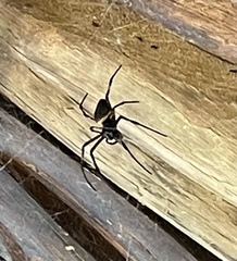 Nephilingis cruentata