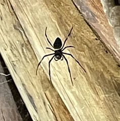Nephilingis cruentata