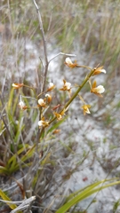 Eulophia tristis