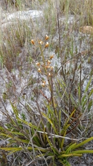 Eulophia tristis