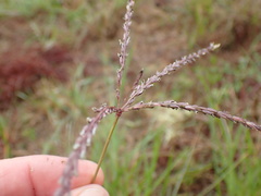 Digitaria eriantha