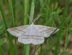 Perconia strigillaria