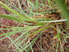 Digitaria eriantha