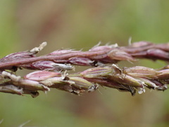 Digitaria eriantha