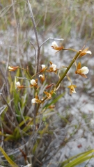 Eulophia tristis