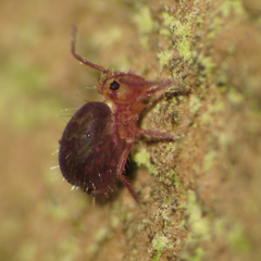 Ptenothrix palmata