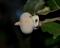 Heteroecus sanctaeclarae