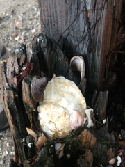 Crassostrea virginica