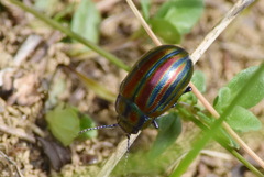 Chrysolina cerealis