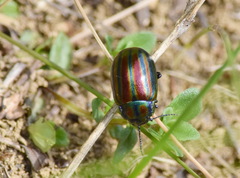 Chrysolina cerealis