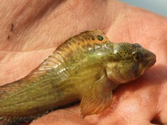 Chasmodes bosquianus