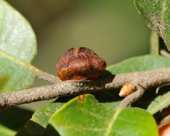 Disholandricus chrysolepidis
