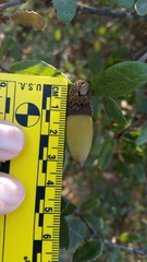 Quercus × acutidens