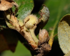 Disholandricus lasius