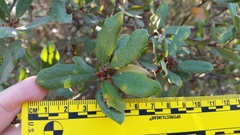 Quercus × acutidens