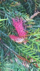 Grevillea hookeriana